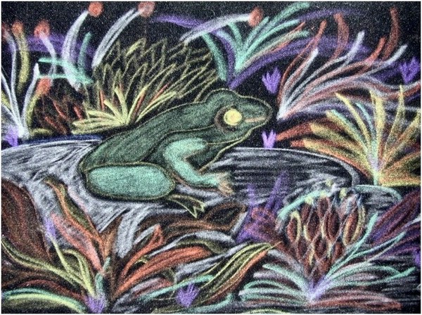 Rana di velluto - carboncino su velluto